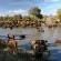 Thornybush Game Lodge