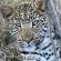 Thornybush Game Lodge