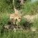 Simbambili Game Lodge