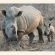 Simbambili Game Lodge