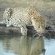Simbambili Game Lodge