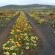 Namaqua National Park