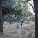 Londolozi Game Reserve