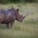 Londolozi Varty Camp