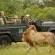 Londolozi Varty Camp