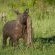 Londolozi Varty Camp