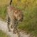 Londolozi Varty Camp
