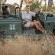 Londolozi Tree Camp