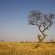 Londolozi Tree Camp