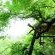 Londolozi Tree Camp