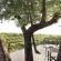 Londolozi Tree Camp