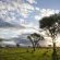 Londolozi Tree Camp