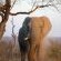 Londolozi Pioneer Camp