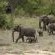 Tanda Tula Safari Camps