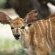 Tanda Tula Safari Camps