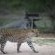 Tanda Tula Safari Camps