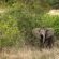Tanda Tula Safari Camps