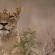 Singita Ebony Lodge