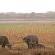 Ngala Tented Camp