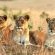Ngala Private Game Reserve