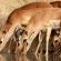 Ngala Private Game Reserve