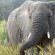 Ngala Private Game Reserve