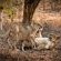 Phinda Mountain Lodge