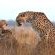 Phinda Forest Lodge