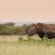 Phinda Forest Lodge