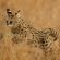 Phinda Game Reserve