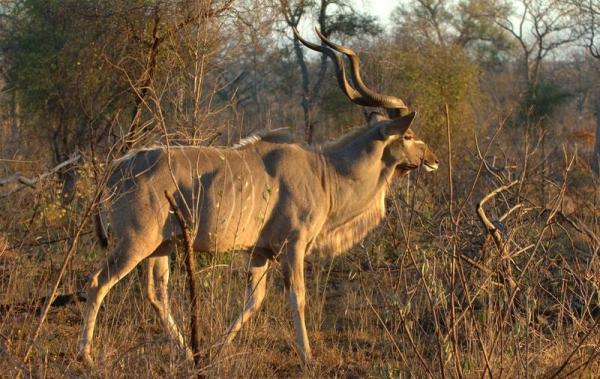 Phinda Game Reserve