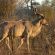 Phinda Game Reserve