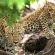 Phinda Game Reserve