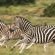 Phinda Game Reserve