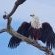 Phinda Game Reserve