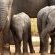 Phinda Game Reserve