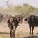 Chobe Under Canvas