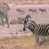 Chobe Under Canvas