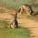 wildlife 
