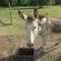 De Bos Guest Farm