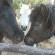 Miniature horses