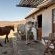 our horses like to visit our guests, here at the Oak Chalet