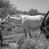 our tame horses in the riverbed