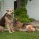 Our Four Legged Friends