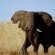 Tembe Elephant Lodge