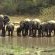 Tembe Elephant Lodge