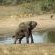 Tembe Elephant Lodge