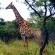 Tembe Elephant Lodge