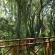 Forest Views