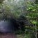 A walk in the foreset